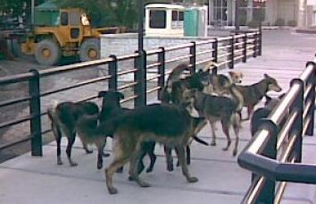 Perros sueltos en las calles de Viedma, ¿Otra materia pendiente?