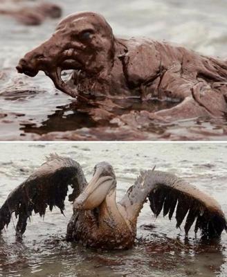 ¡¡¡HIJOS DE PUTA!!!El petróleo llegó a Florida y castiga a los animales