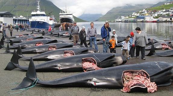 ¡¡¡HIJOS DE PUTA !!!!Destripan a cientos de ballenas "protegidas"