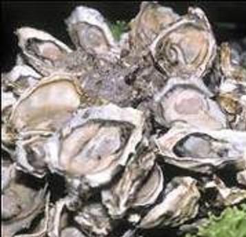 Se levantó la veda total para la extracción de ostras en Bahía San Blas