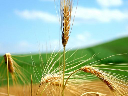 El Gobierno busca recuperar el 'voto campo' liberando las exportaciones de trigo