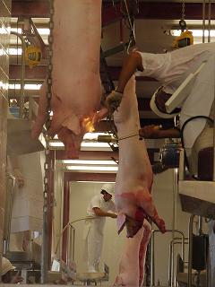 Prefactibilidad favorable para el proyecto de frigorífico ovino-porcino en Stroeder